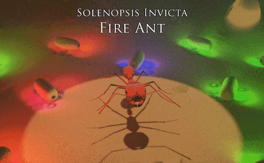 Solenopsis Invicta - Fire Ant