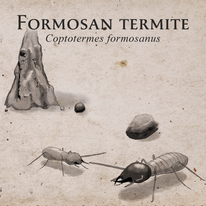Coptotermes formosanus - Formosan termite
