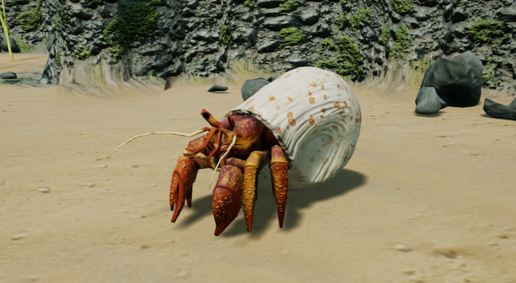 A baby hermit crab
